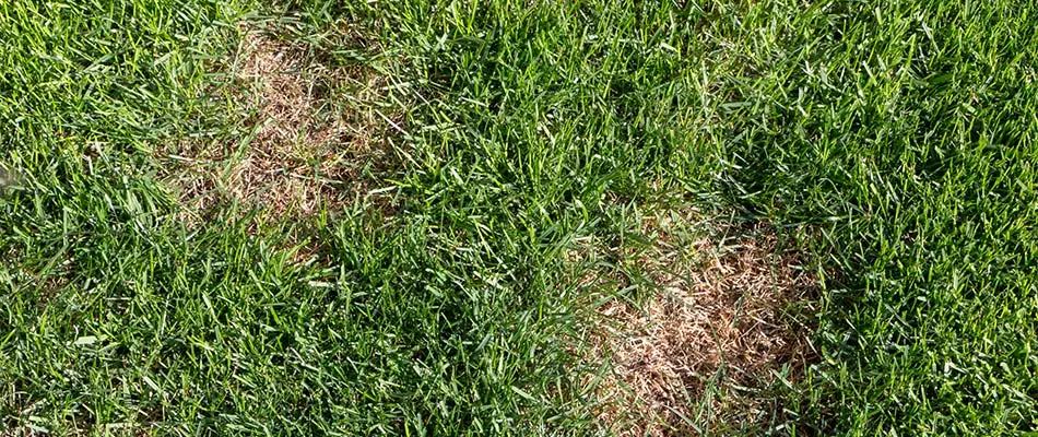 This grass in Spokane Valley has brown spots due to disease.