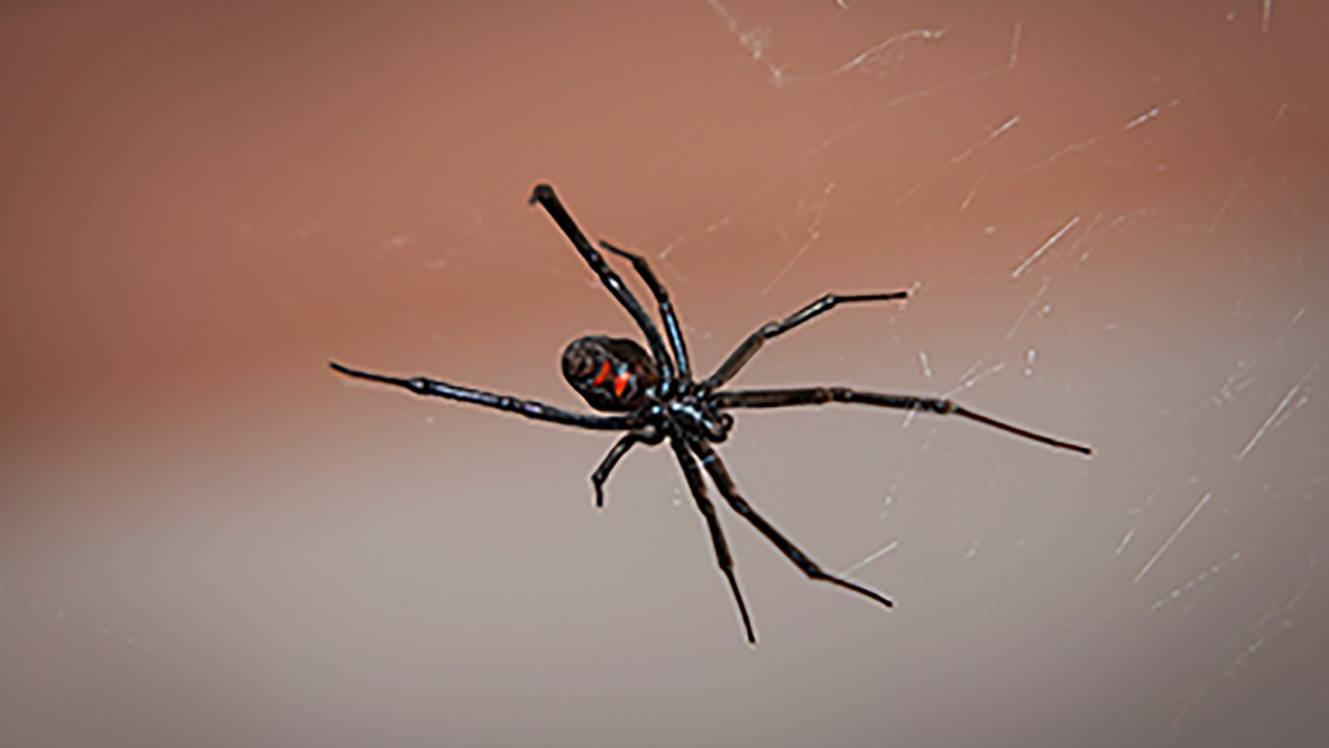 Black widow spiders are venomous and can be found within the service area of Sure Green Lawn & Tree Service, Inc..