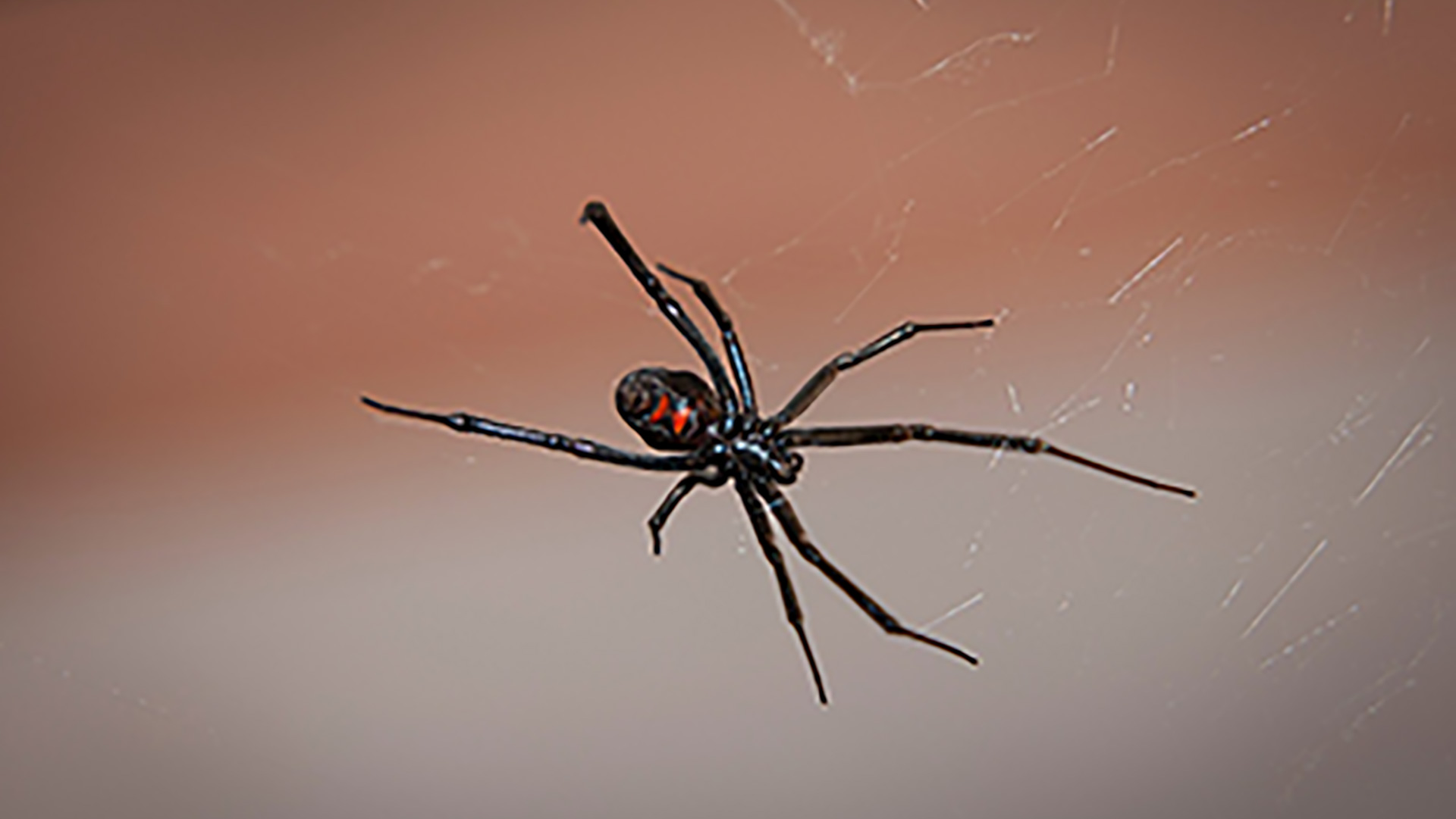 Black widow spiders are venomous and can be found within the service area of Sure Green Lawn & Tree Service.