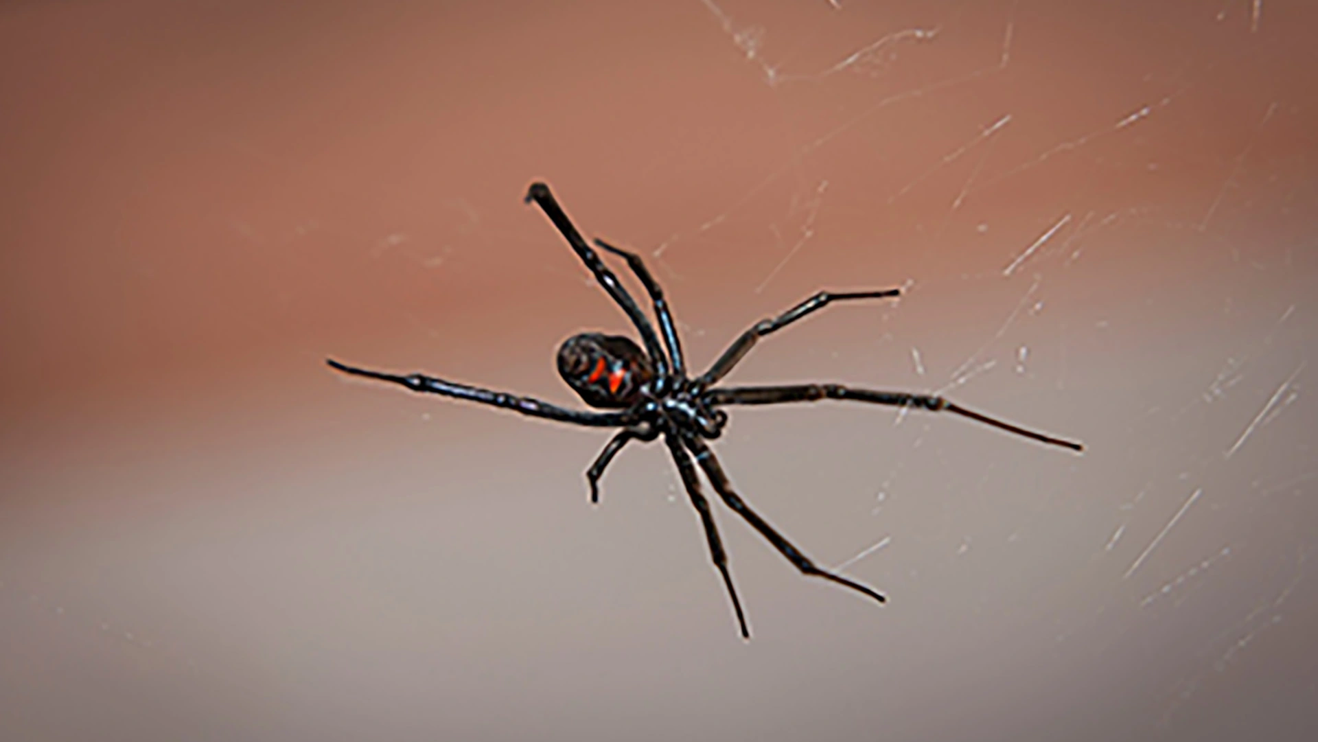 Black widow spiders are venomous and can be found within the service area of Sure Green Lawn & Tree Service.