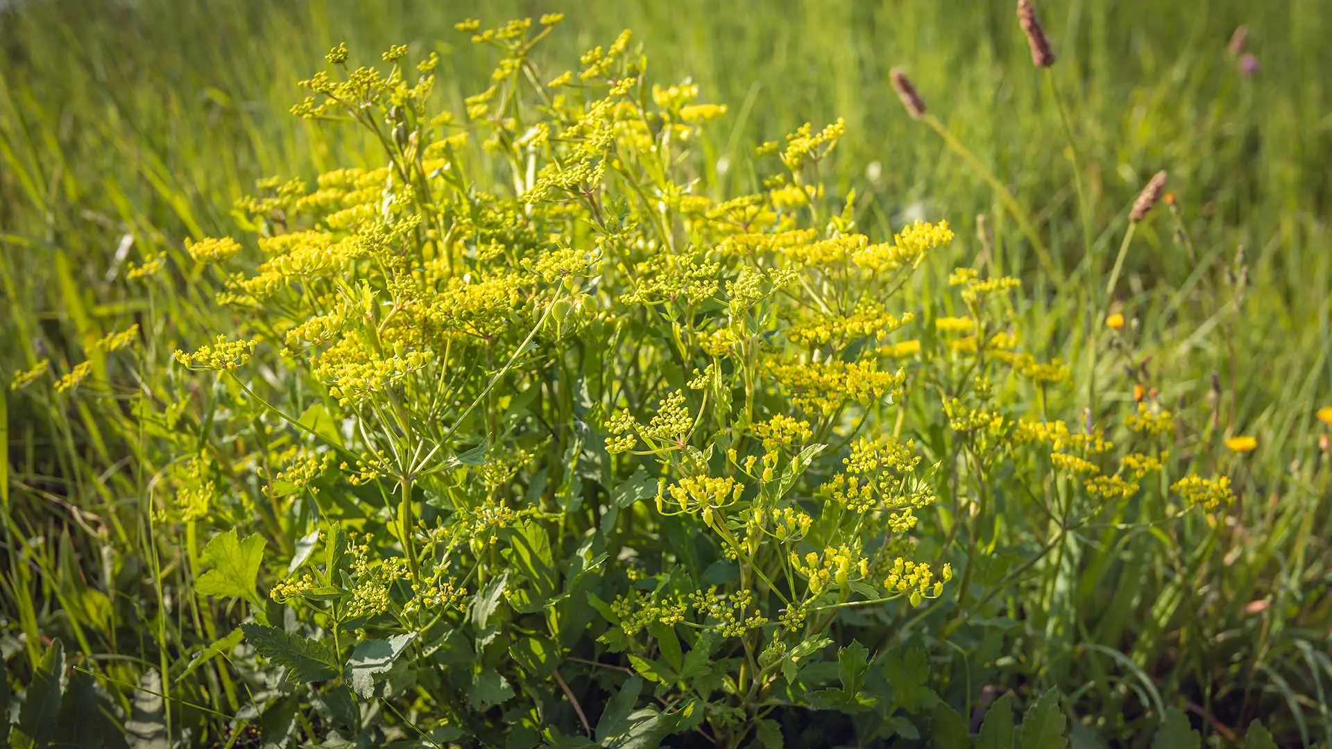 Close up photo of wild parsnip growing on a Spokane, WA property.