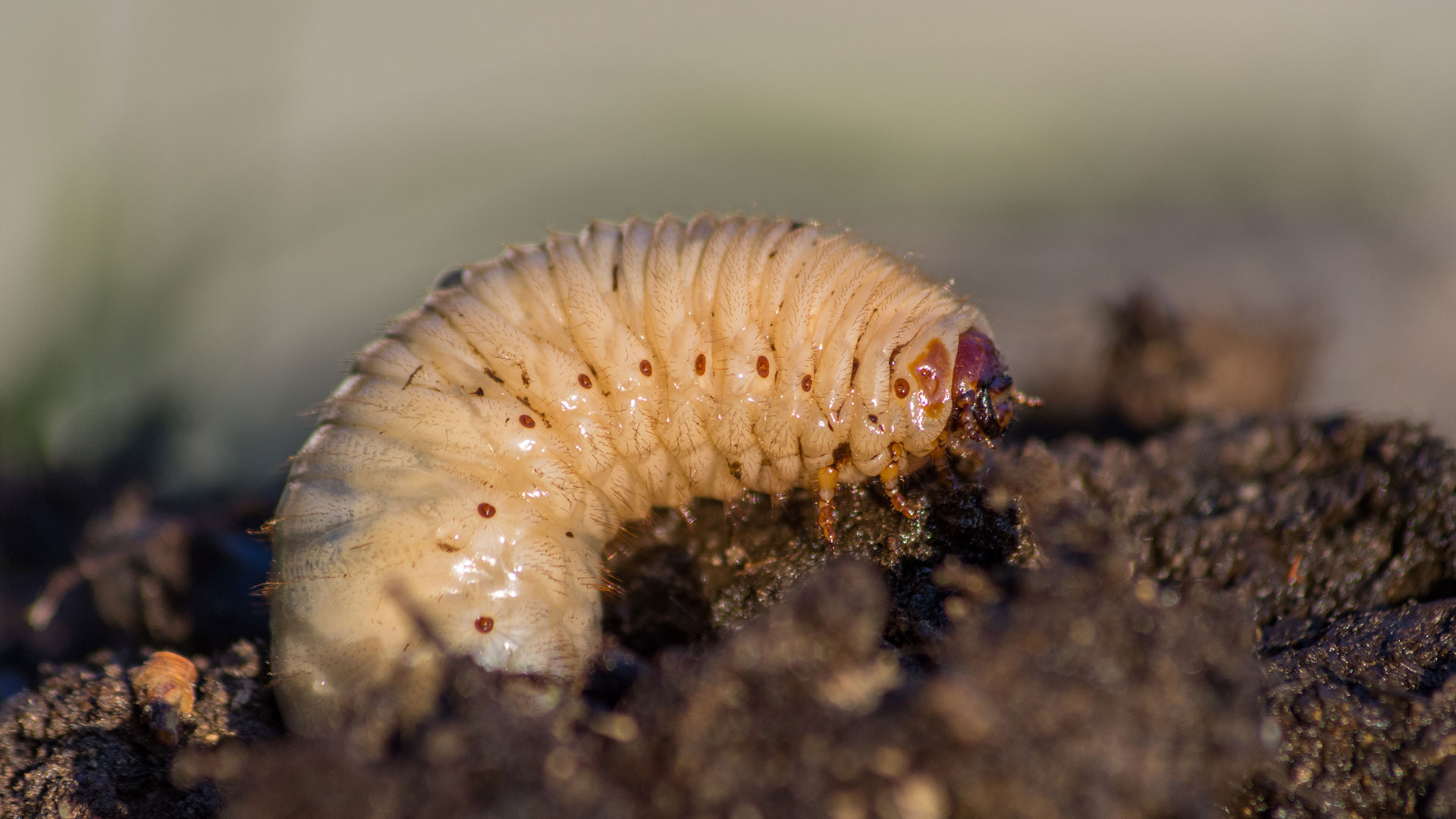  Grubs are a common lawn pest that are lawn insect control service targets.