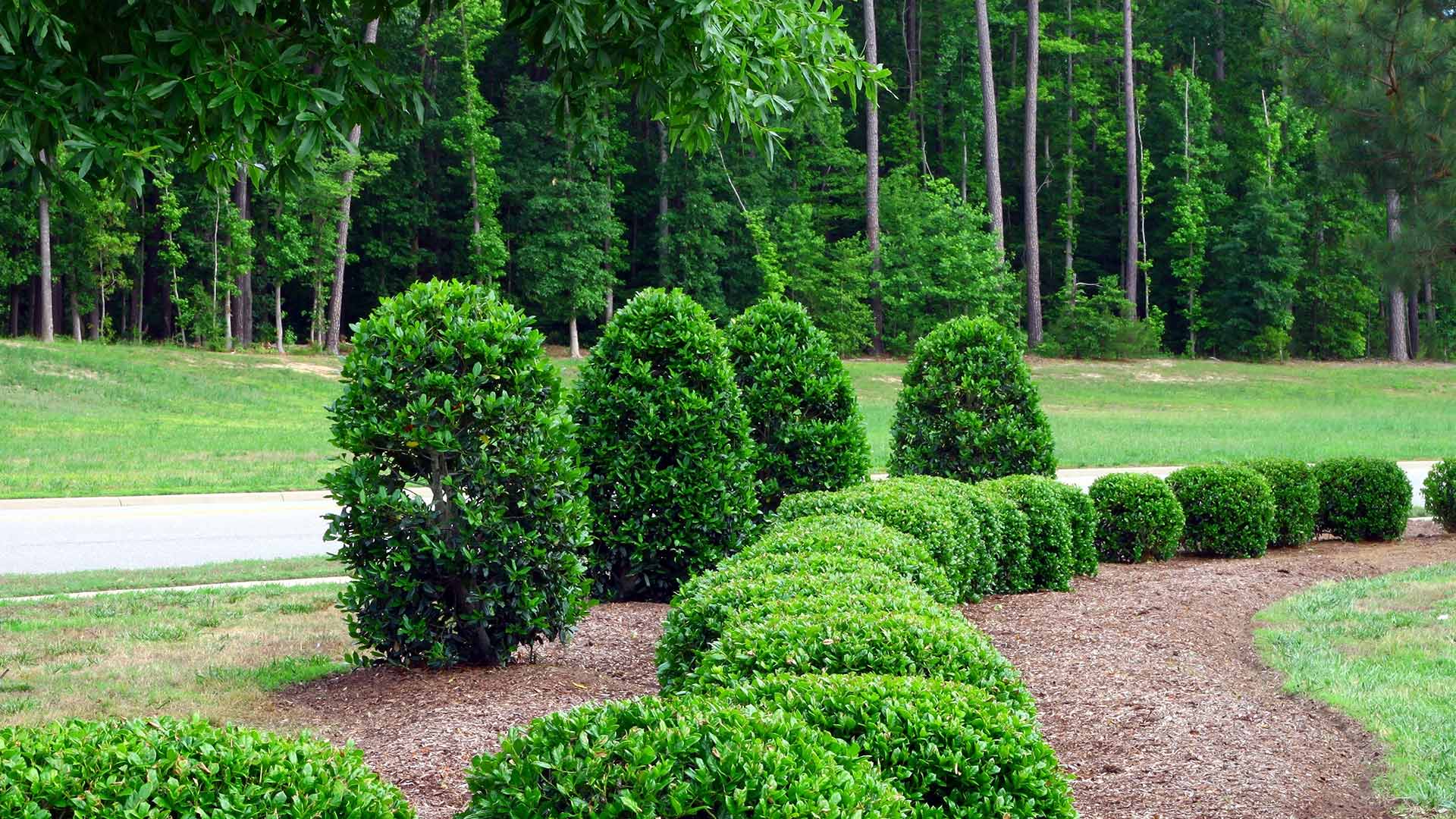 The result of our shrub and tree health services are strong plants that are full of vitality.