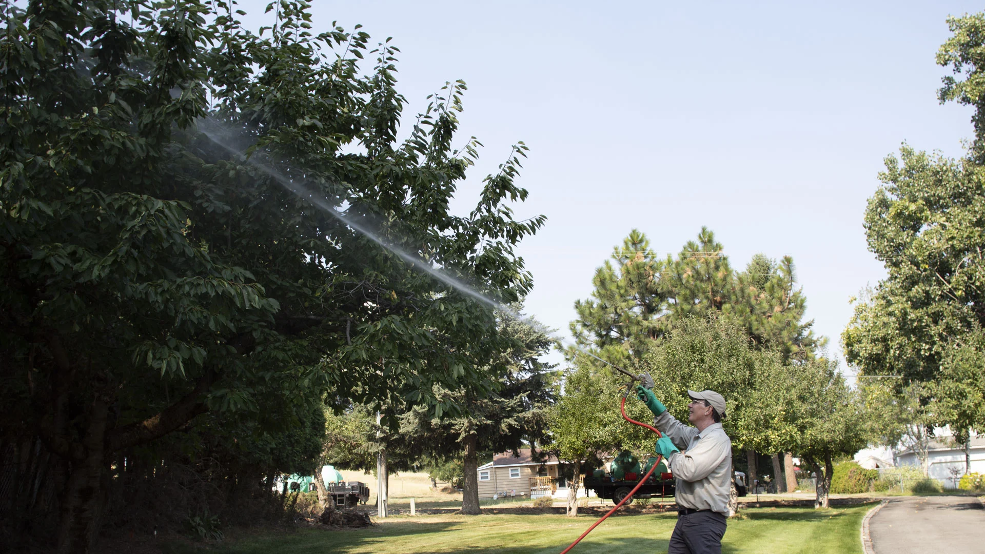 Spraying a large tree with fertilizer at a home in Spokane, WA.