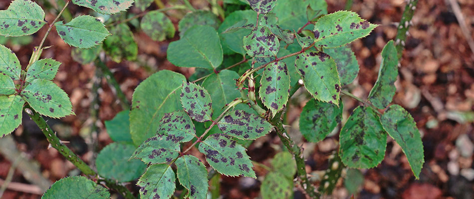 Best Practices for Preventing Plant & Shrub Diseases