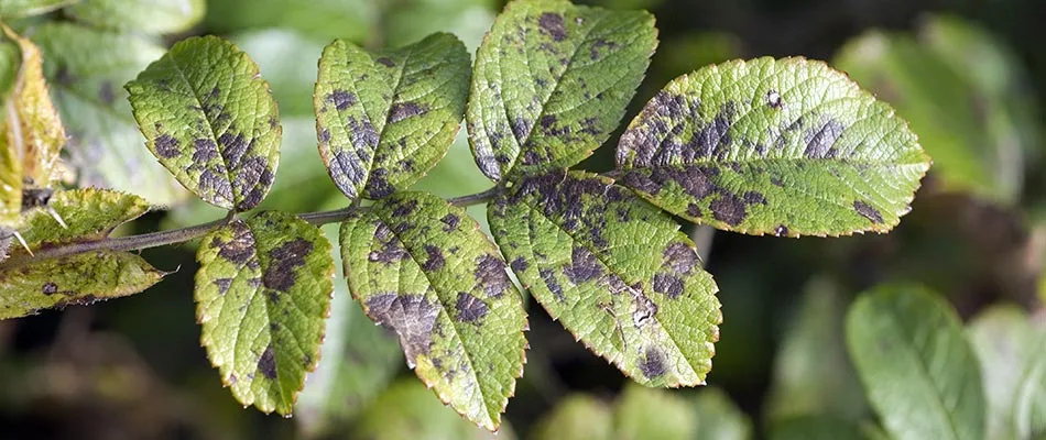 Black spot fungus growing on plant leaves in Spokane, WA.