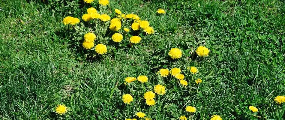 Dandelions growing in a yard in Spokane Valley, WA.