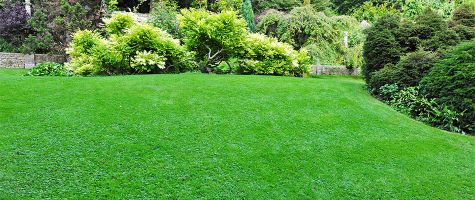 A dark green, healthy lawn in Liberty Lake, WA.