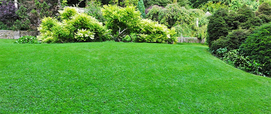 A dark green, healthy lawn in Liberty Lake, WA.