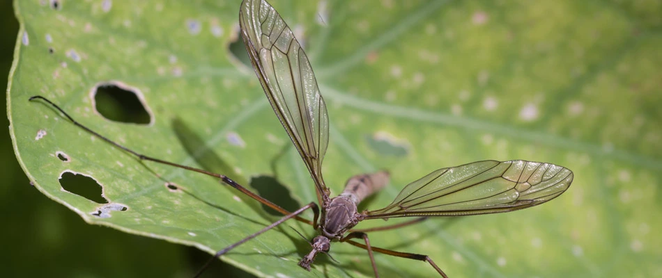 How European Crane Flies Cause Damage to Your Lawn
