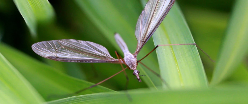 A European Crane Fly in the grass at a clients house in Spokane Valley, WA.