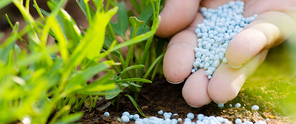 Why Your Lawn Needs Fall & Winter Fertilization