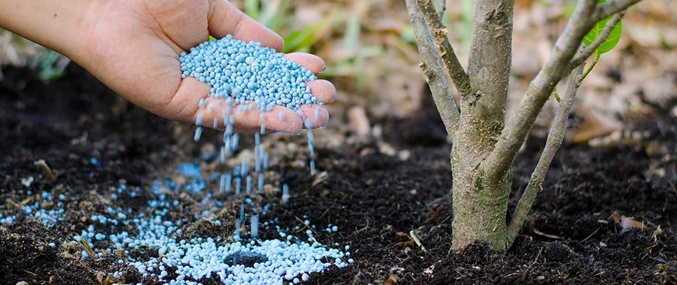 Fertilizing plants before winter in Spokane, WA.