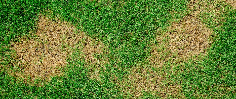Diseased lawn in Spokane Valley, WA.