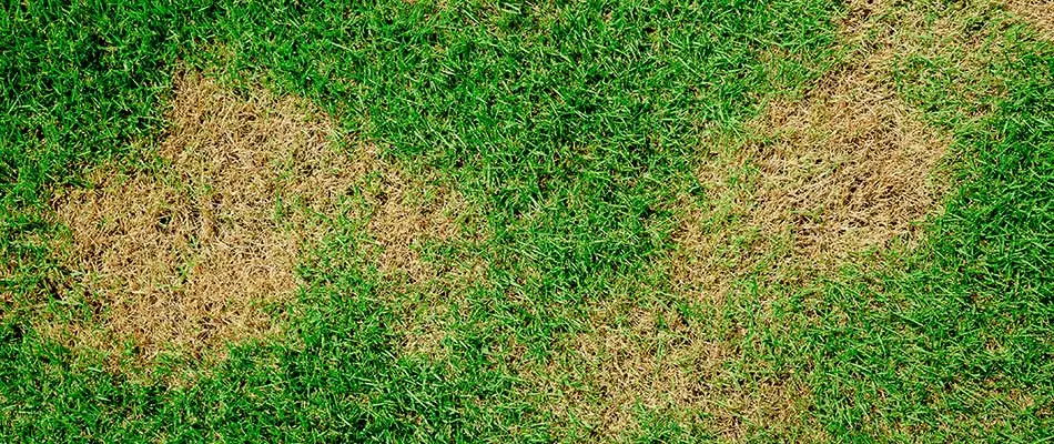 Diseased lawn in Spokane Valley, WA.