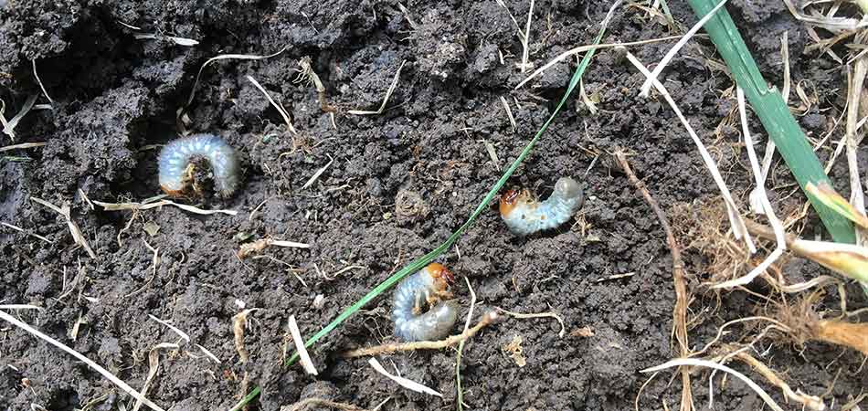 Why It's Crucial to Keep Pests out of Your Yard
