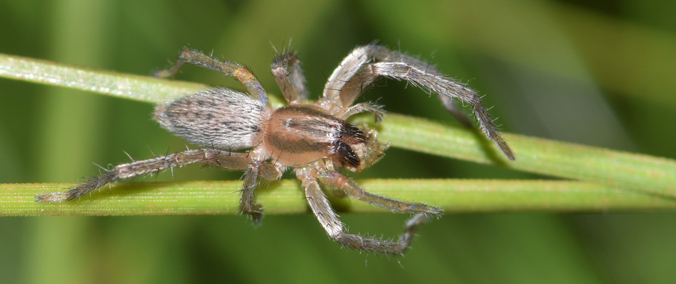 small non poisonous spider bites