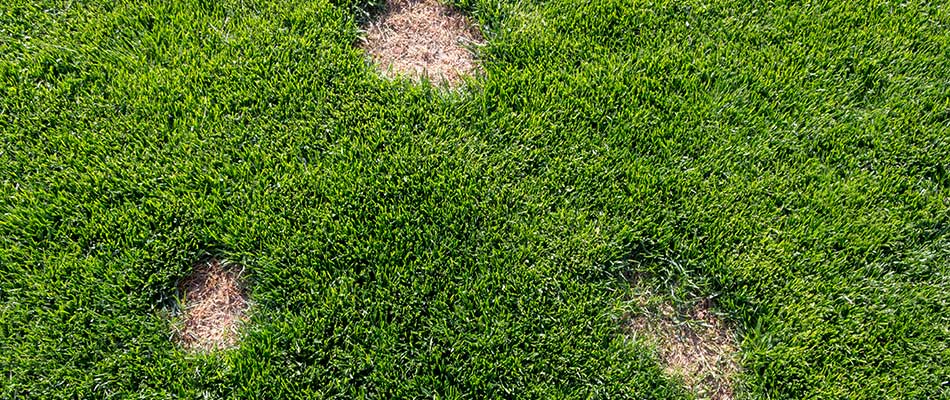 Keep an Eye out for These Lawn Diseases in Your Washington Yard