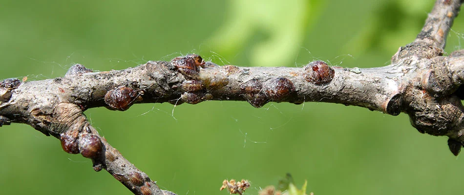 Lecanium scale can overtake trees in Spokane Valley.