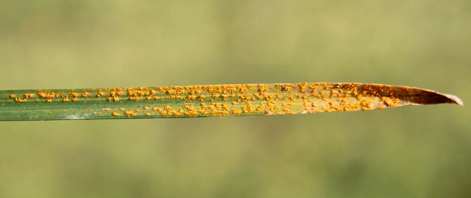 Plant rust can thrive in moist areas like this plant in Liberty Lake, WA.