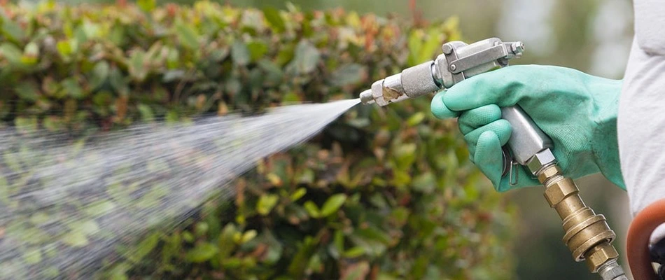 Why You Need Weed Control for Your Lawn