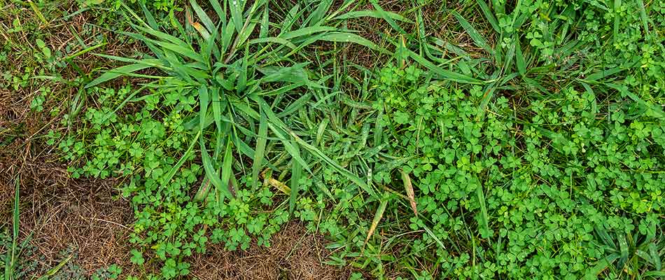 Grass Weeds - Control of Grass Weeds.