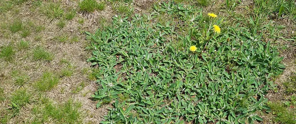 This lawn in Liberty Lake is being overtaken by weeds.