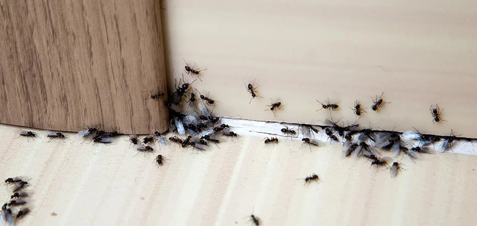 Infestations of ants have taken place in Spokane Valley.