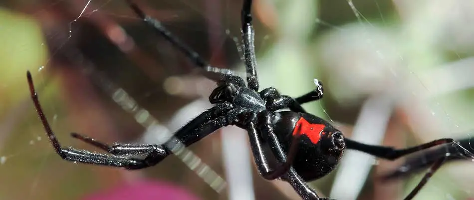 Black widow spider barrier.