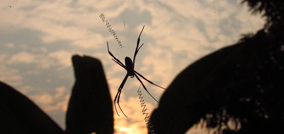 A brown recluse has taken up residence in this Spokane lawn.