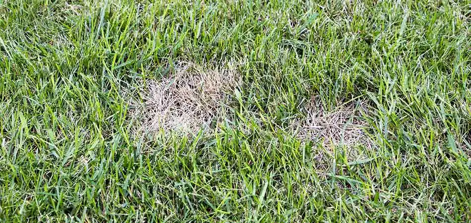 Fungal diseases are a common affliction to the lawns in Spokane.