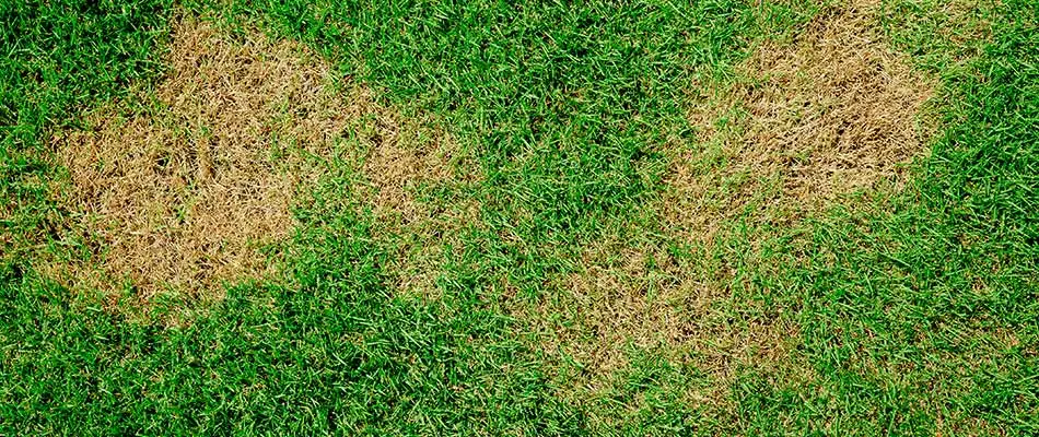 This grass in Spokane has a fungal disease that needs to be treated.