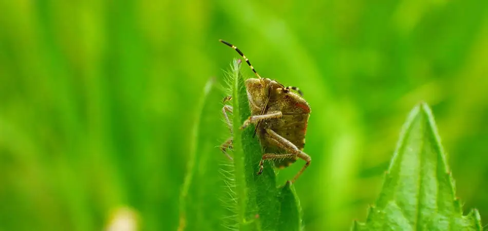 Chinch bug on a leaf in Liberty Lake, WA.