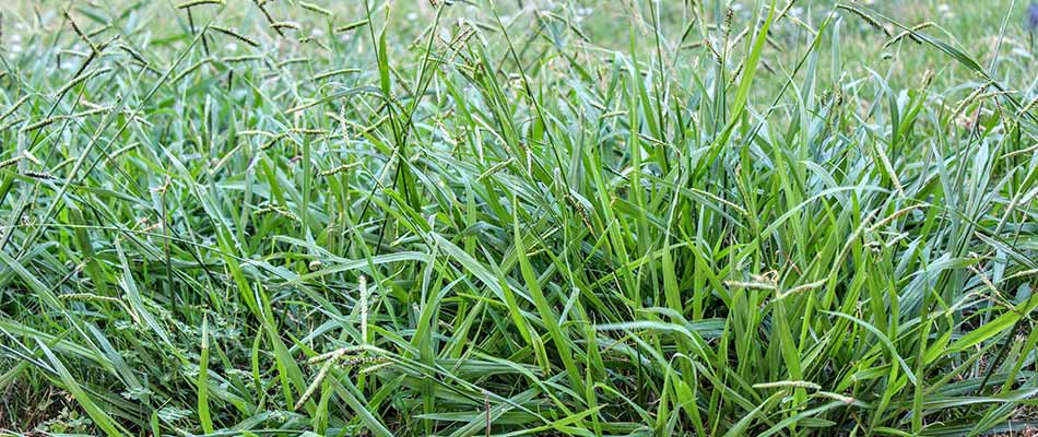 Close up photo of crab grass on a lawn in Spokane, WA.
