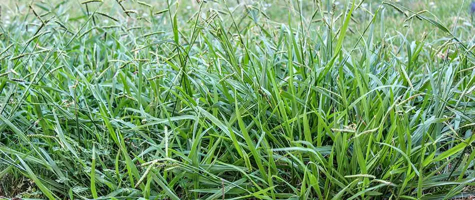 Close up photo of crab grass on a lawn in Spokane, WA.