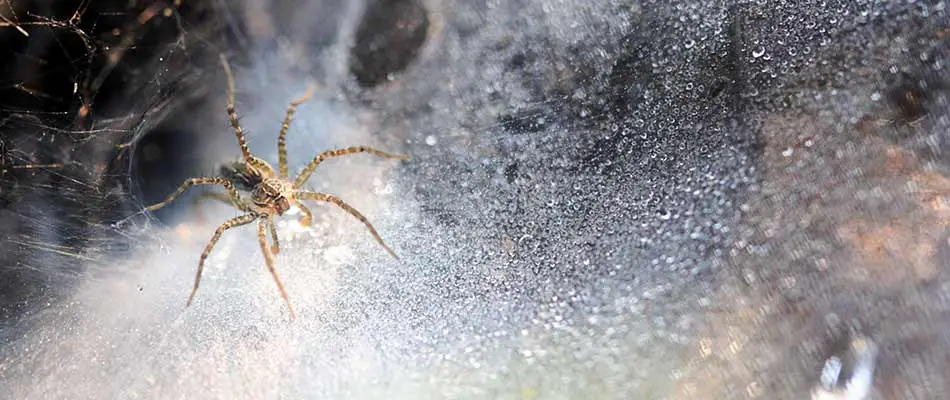 A close up photo of a spider in a large web in Mead, WA.