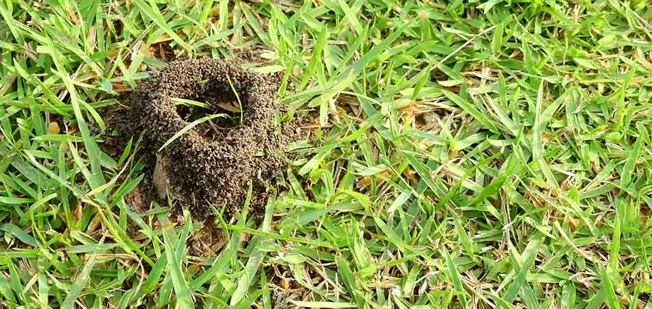 One of the insects we target with are services in Spokane Valley is fire ants.