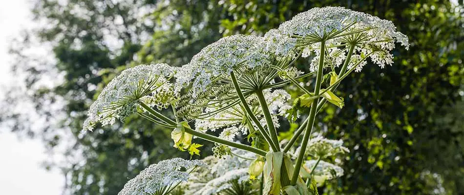 Photo of giant hogweed growing on a Spokane Valley, WA property.