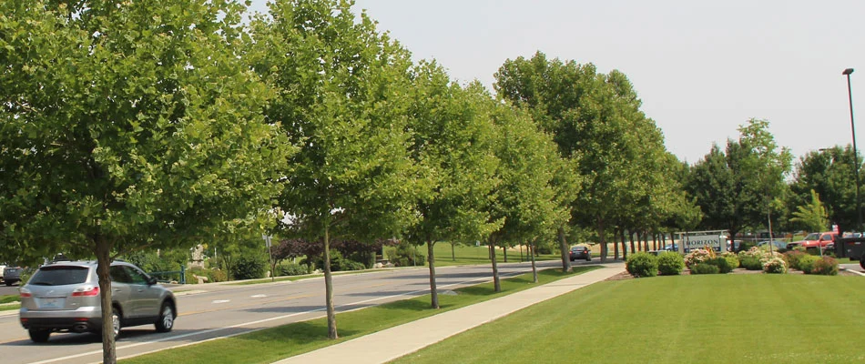 Our shrub and tree health services have rehabilitated the landscape shrubs and tree in the bed of this Spokane Valley homeowner.