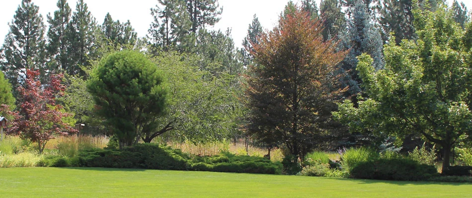 Spokane Valley landscape shrubs and small trees that are free of disease, thanks to our shrub and tree health services.