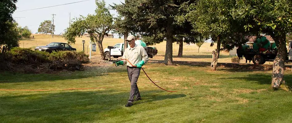 Lawn weed control treatment being applied in Veradale, WA.