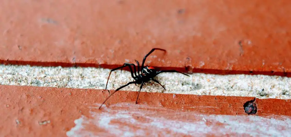 Black widow spiders are a dangerous pest that we deal with in Spokane.