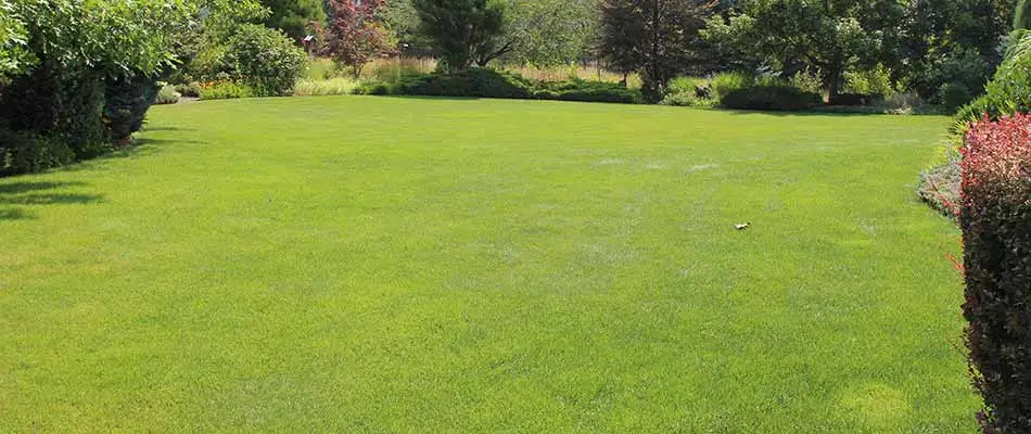 Well fertilized home lawn in Liberty Lake, WA.