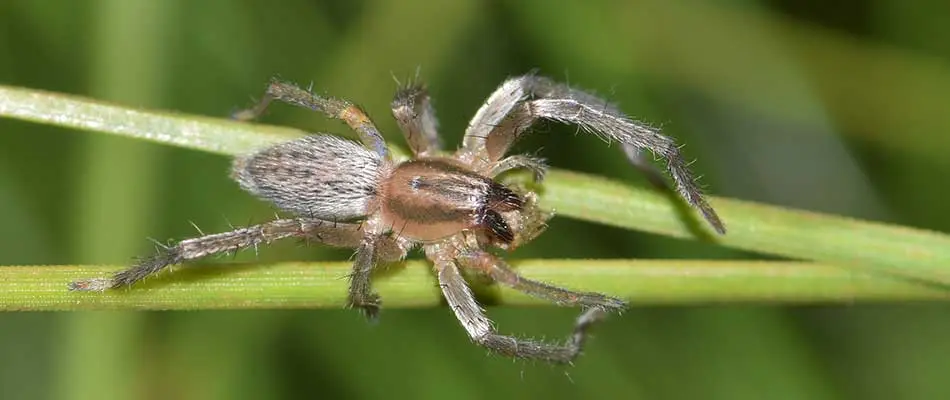 A yellow sac spider rests on a plant in Spokane Valley, WA.