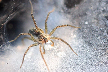 Spider barrier applied for homeowner in Spokane Valley, WA.