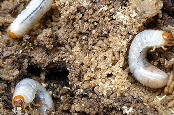 White grubs in Liberty Lake, WA lawn.